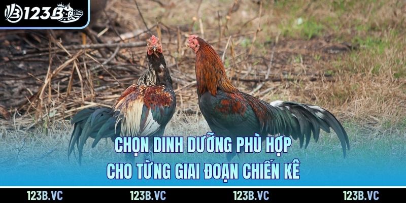 Chọn dinh dưỡng phù hợp cho từng giai đoạn chiến kê